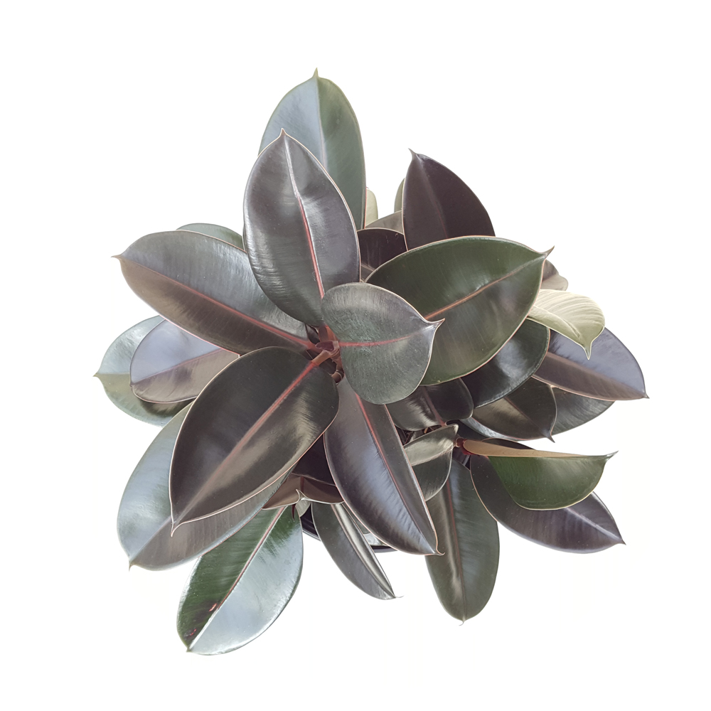 Rubber Plant (10" pot) Shelmerdine Garden Center