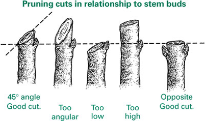 pruning cut angle related to stem buds