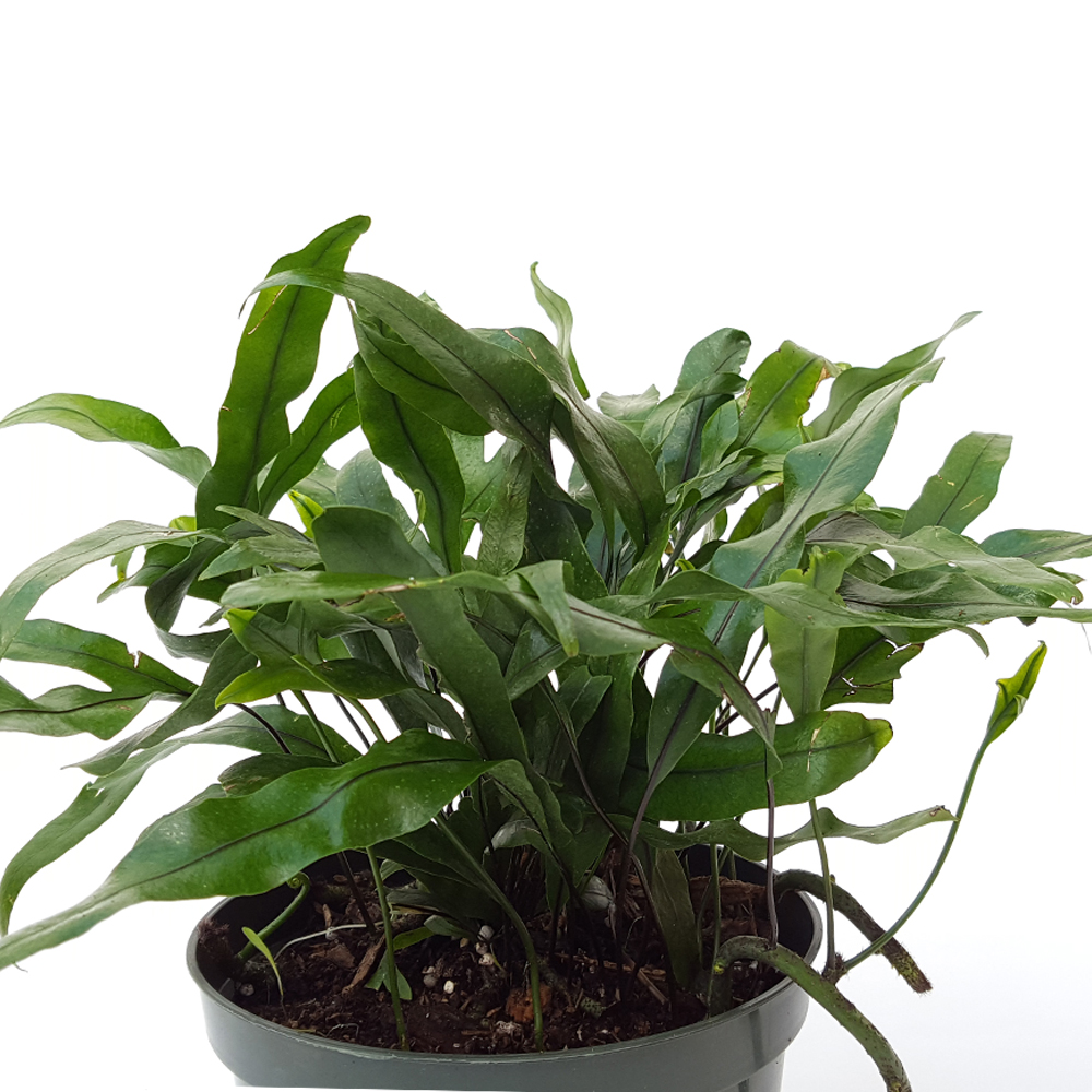 Kangaroo Fern (6" pot) Shelmerdine Garden Center