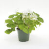 Oxalis 'Shamrock' Plant