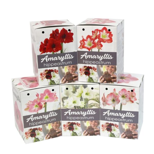 Amaryllis Gift Sets
