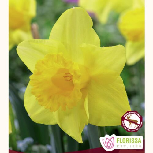 King Alfred Daffodil Bulbs (Bulk)