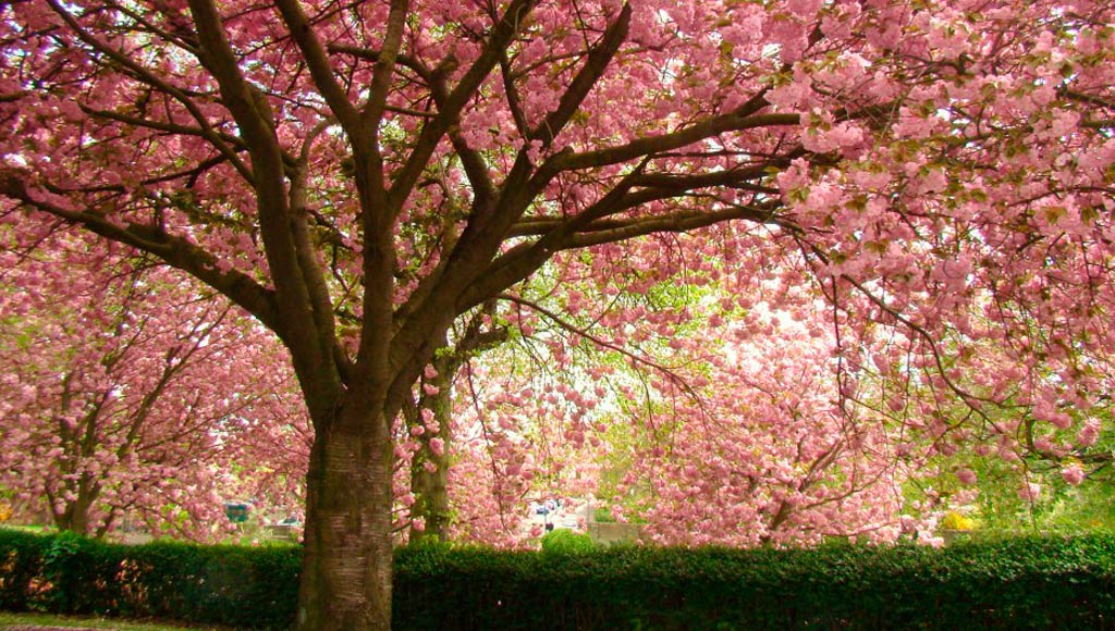 3 TREES WE CAN’T WAIT TO SEE BLOOM