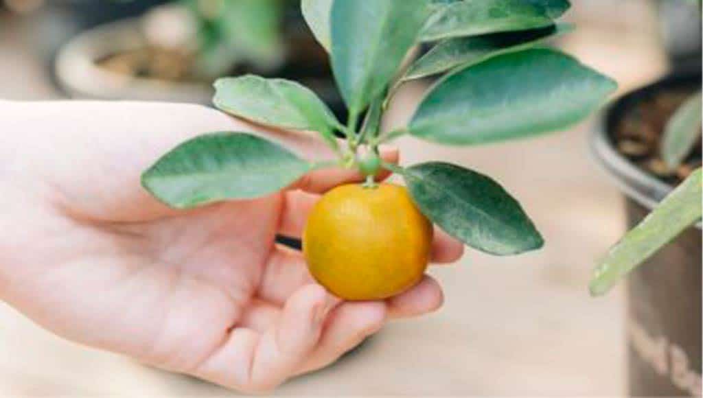 GROW: SQUEEZE IN SOME CITRUS