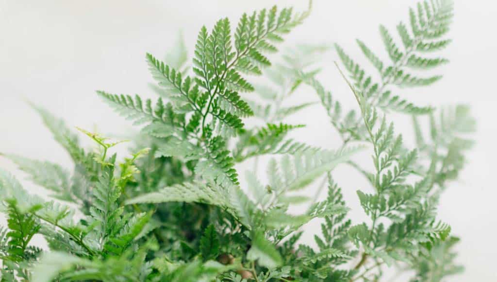 BEST INDOOR FERNS FOR EVERY ROOM