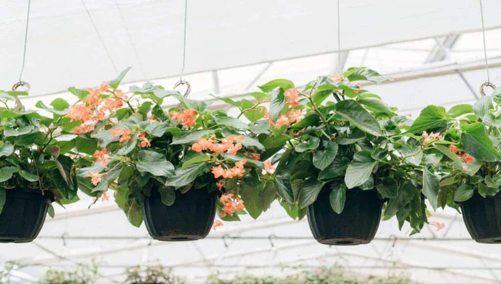 CARING FOR HANGING BASKETS