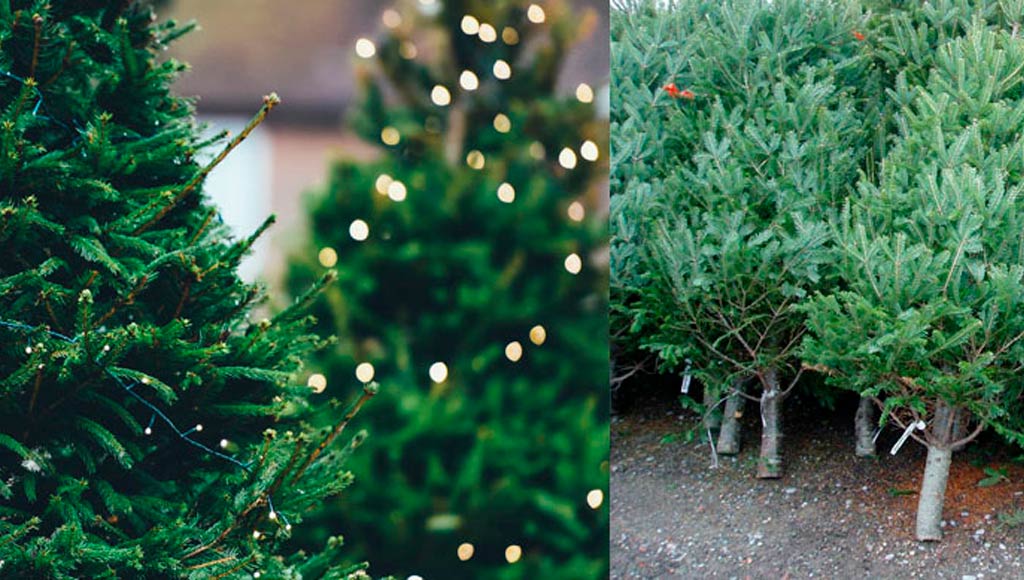 NATURAL WAYS TO REUSE YOUR CHRISTMAS TREE