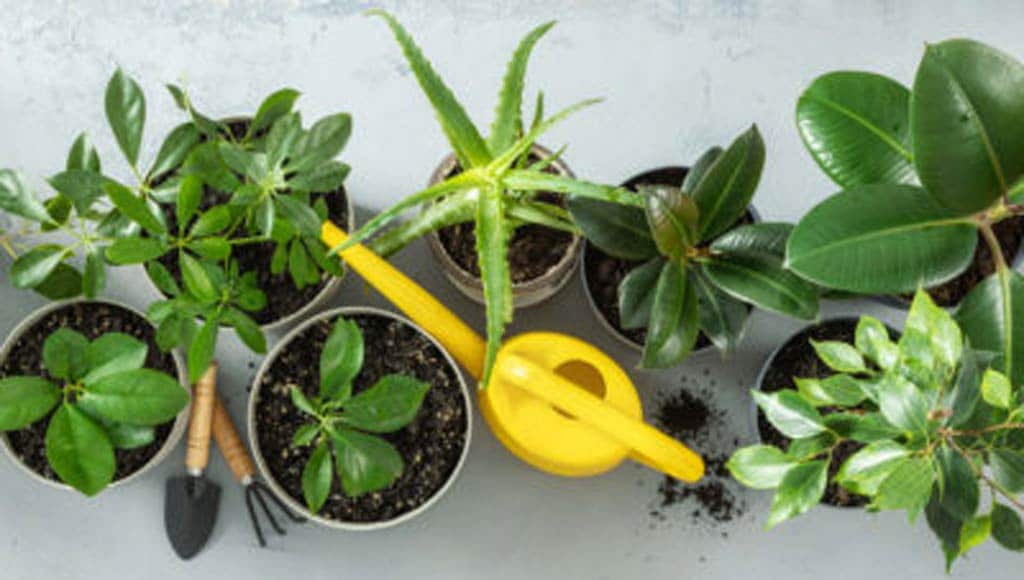 WINTER CARE FOR HEALTHY HOUSEPLANTS