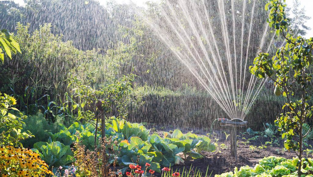 BEAT THE HEAT WITH OUR WATERING TIPS