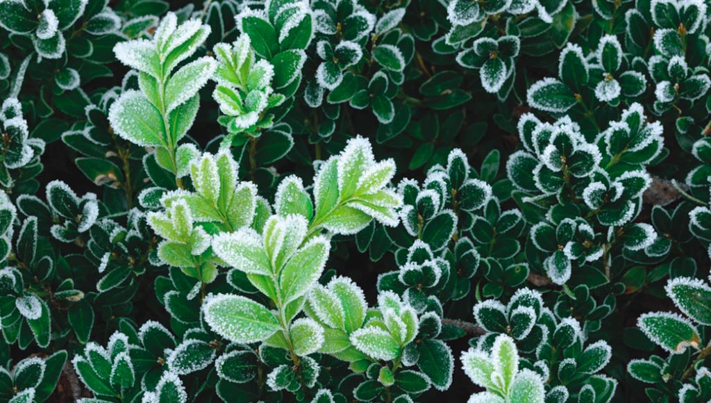 WHEN CAN I PLANT?  FACTS ABOUT FROST