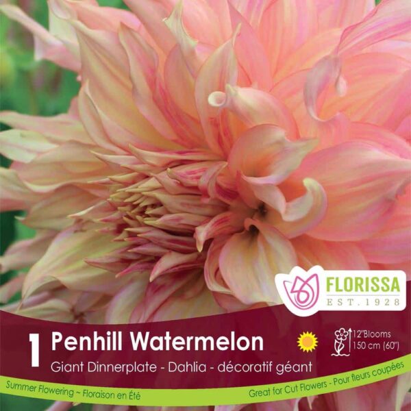 Dahlia Dinnerplate Penhill Watermelon