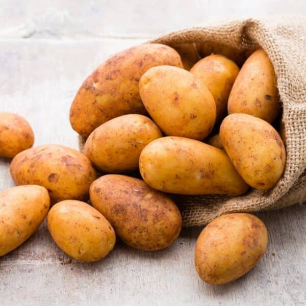 Pacific Russet Seed Potatoes