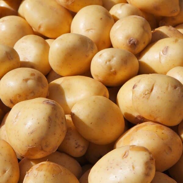 Sieglinde Seed Potatoes