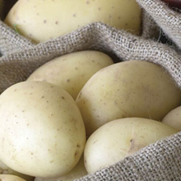 Jennifer Seed Potatoes