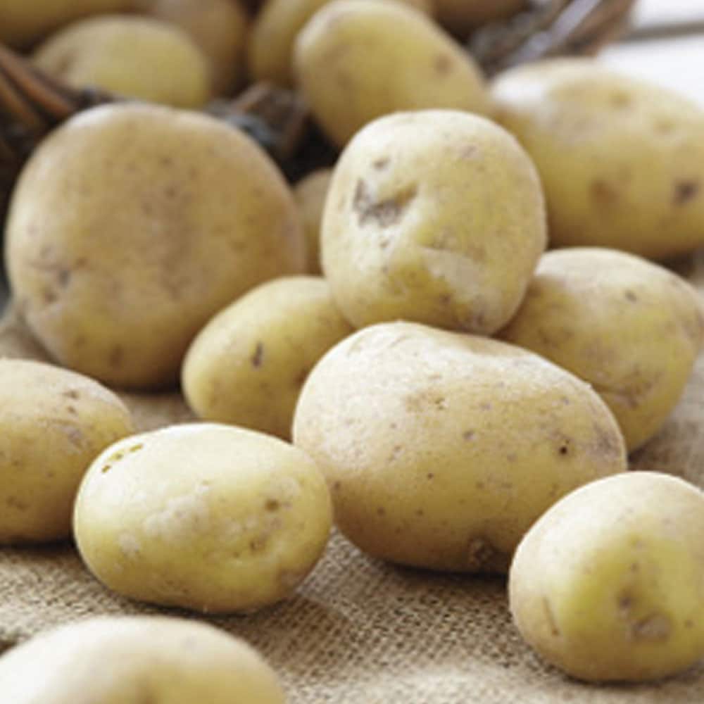 Kennebec Seed Potatoes