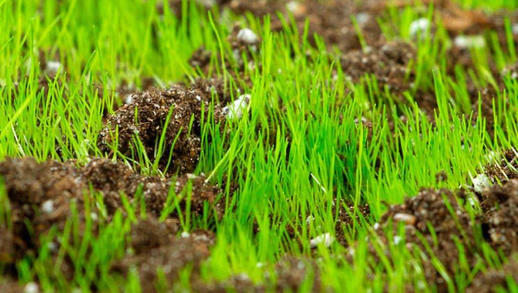OVERSEEDING YOUR LAWN