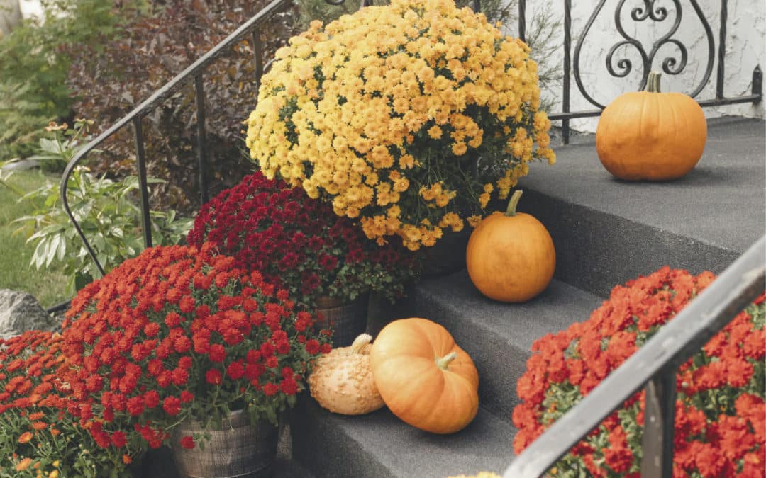 FALL MUMS FOR COLOR
