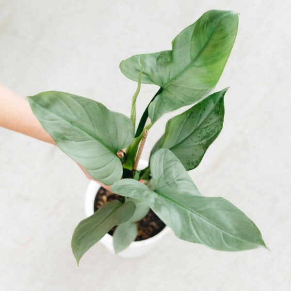Grey Philodendron