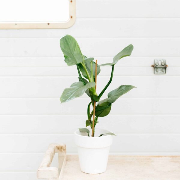 grey philodendron