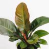 Philodendron Black Cardinal - Image 2
