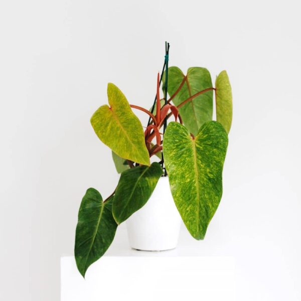 philodendron painted lady