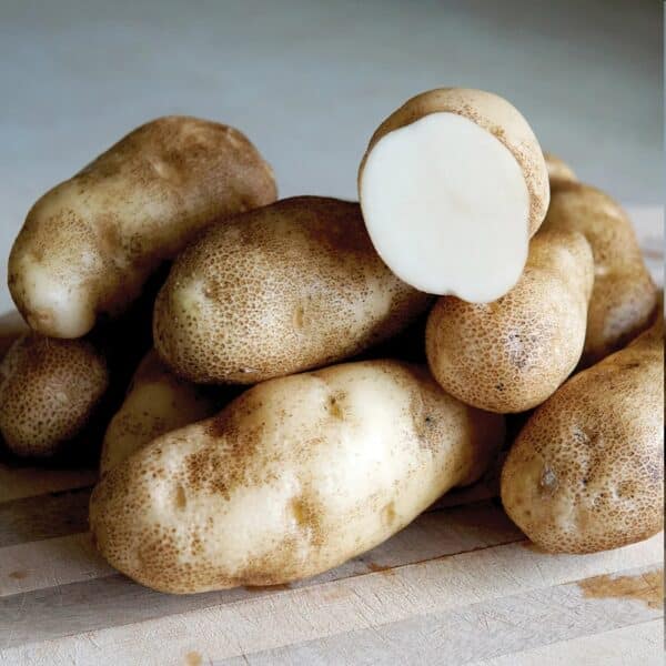 Russet Burbank Seed Potatoes