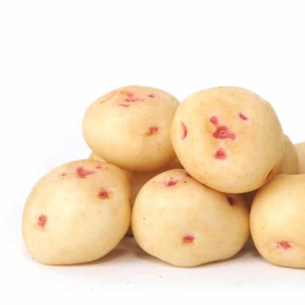 Warba Seed Potatoes