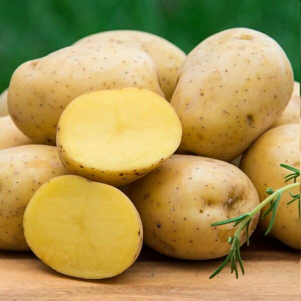 Yukon Gold Seed Potatoes