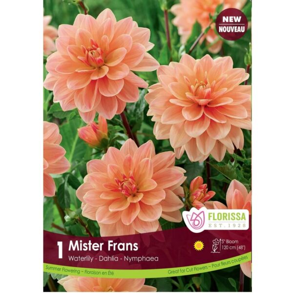 Dahlia Waterlily Mister Frans